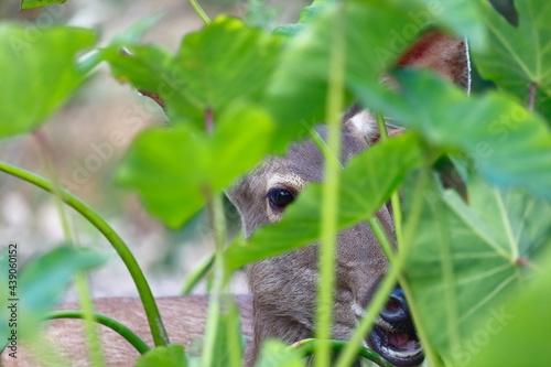 A deer in the park is peeking at something.