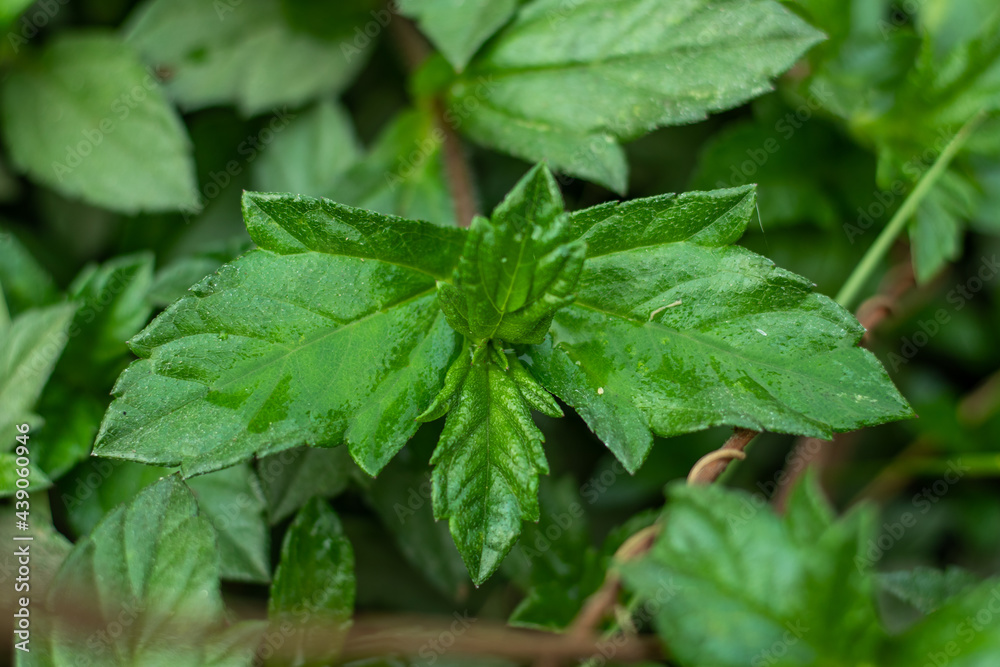 Close-up leaf of Creeping oxeye or Sphagneticola trilobat wild plant Close-up leaf of Creeping oxeye or Sphagneticola trilobat wild plant
