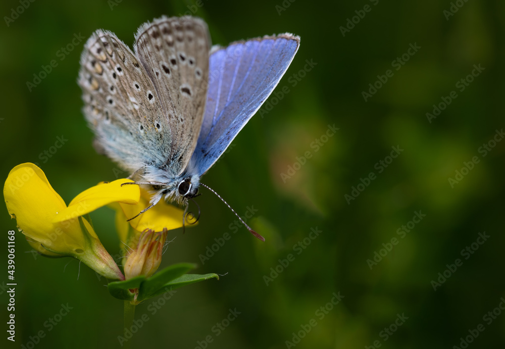 Bläulinge (Lycaenidae), Schmetterling auf einer Pflanze, blau Bläulinge (Lycaenidae), Schmetterling auf einer Pflanze, blau