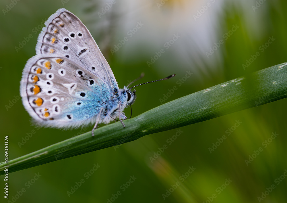 Bläulinge (Lycaenidae), Schmetterling auf einer Pflanze, blau Bläulinge (Lycaenidae), Schmetterling auf einer Pflanze, blau