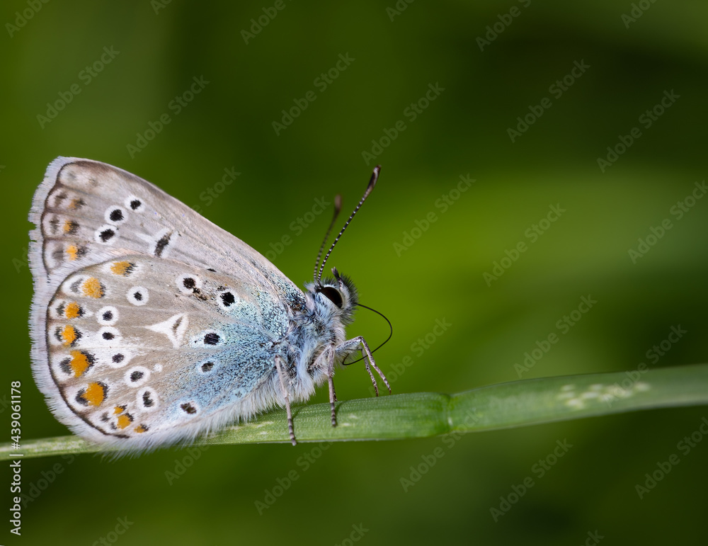 Bläulinge (Lycaenidae), Schmetterling auf einer Pflanze, blau Bläulinge (Lycaenidae), Schmetterling auf einer Pflanze, blau