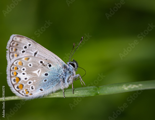 Bläulinge (Lycaenidae), Schmetterling auf einer Pflanze, blau