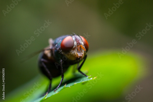close-up photo of flies on leaves © จิตรกร เนาเหนียว