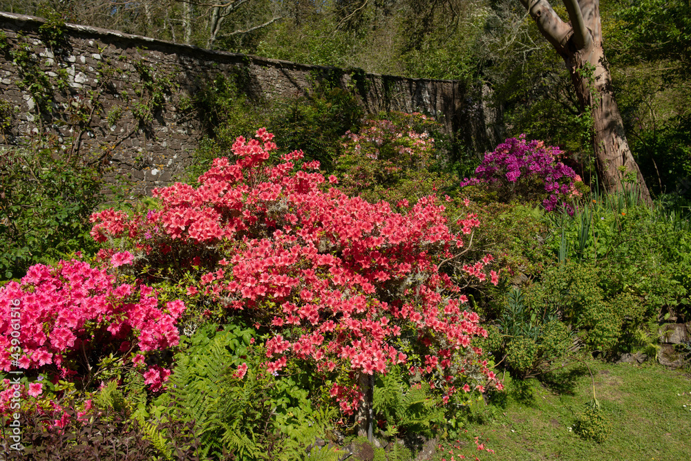 Bright Pink Spring Flowering Azalea Plant (Rhododendron) Growing in a Herbaceous Border in a Stone Walled Country Cottage Garden at Hartland Abbey on the Coast in North Devon, England, UK Bright Pink Spring Flowering Azalea Plant (Rhododendron) Growing in a Herbaceous Border in a Stone Walled Country Cottage Garden at Hartland Abbey on the Coast in North Devon, England, UK