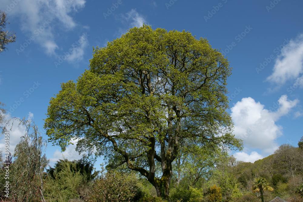 Lush Green Spring Leaves Opening on a Common English Oak Tree (Quercus robur) Growing in a garden with a Bright Blue Sky Background in Rural Devon, England, UK