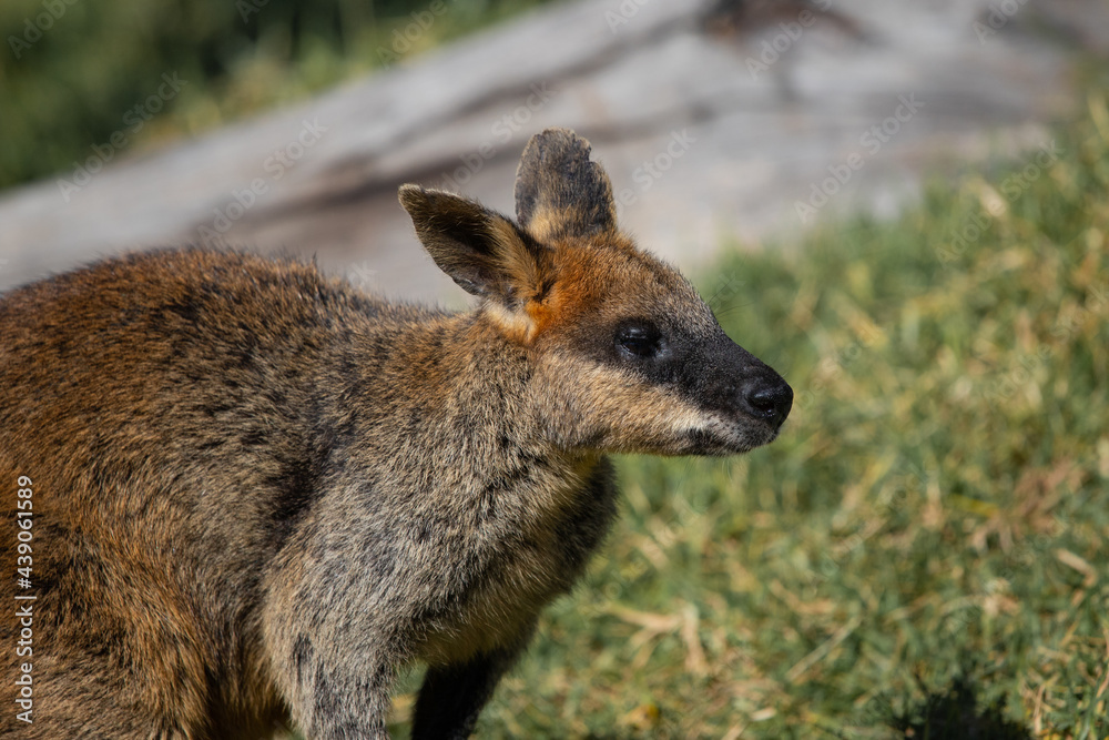 Close-up view of wallaby in the park.
