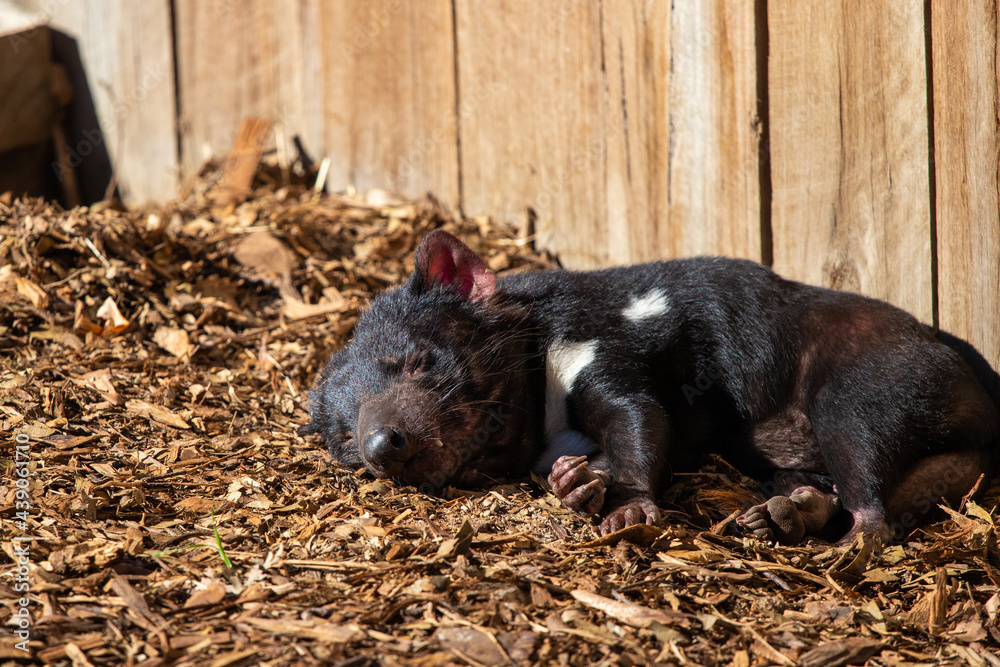 A Tasmanian devil sleeping on the ground. A Tasmanian devil sleeping on the ground.