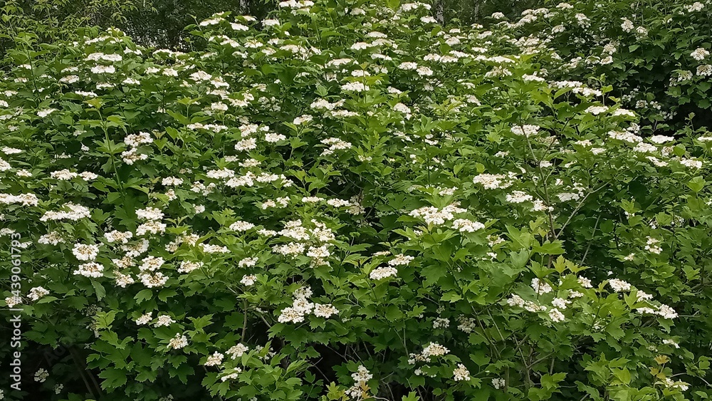 Kalina flowers. Viburnum opulus In Russia the Viburnum fruit is called kalina and is considered a national symbol