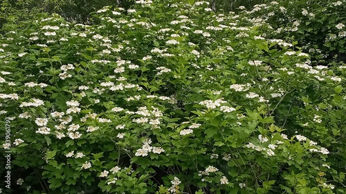 Kalina flowers. Viburnum opulus In Russia the Viburnum fruit is called kalina and is considered a national symbol