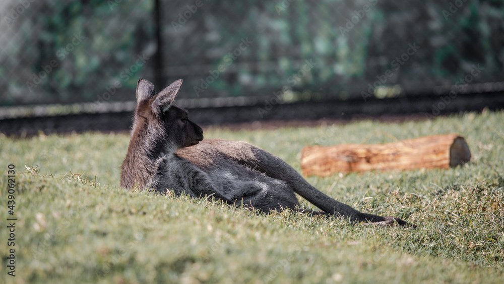 A kangaroo sitting down on the grass. A kangaroo sitting down on the grass.
