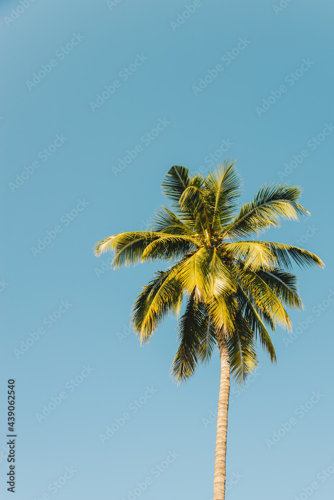 Lone single coconut palm tree with blue sky in vintage tone for nature and background concept idea Lone single coconut palm tree with blue sky in vintage tone for nature and background concept idea
