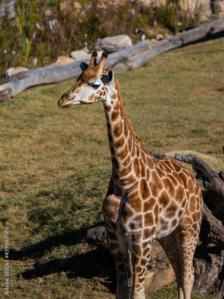 Obraz premium A giraffe sitting on the middle of the park.