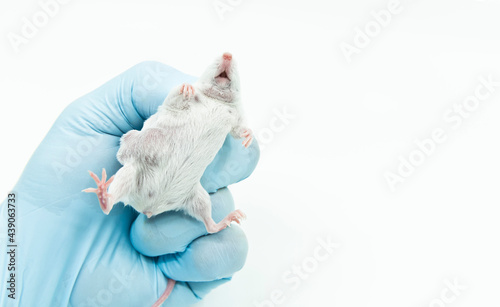 A scientist researcher grips an experimental white mice with lateral tumor. Tumor xenograft murine model in the laboratory.