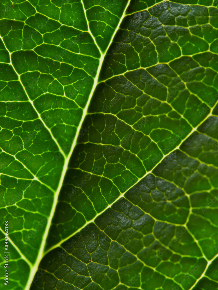 background texture green leaf structure macro photography background texture green leaf structure macro photography