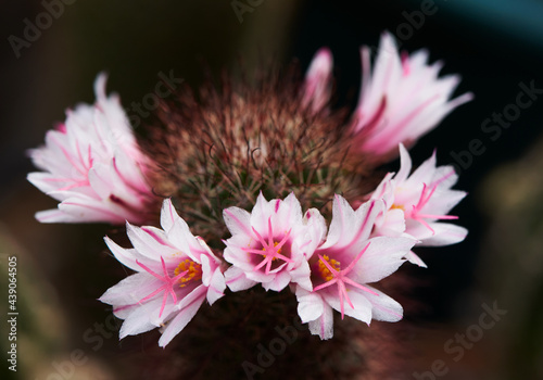 Beautiful pink mammillaria beneckei  cactus flower photo