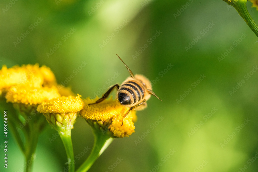 Biene im Profil Super Close Up Makro Portrait Honigbiene beim Pollen sammeln Blüten Nektar Sommer Sonne Bokeh Blumen Biene im Profil Super Close Up Makro Portrait Honigbiene beim Pollen sammeln Blüten Nektar Sommer Sonne Bokeh Blumen
