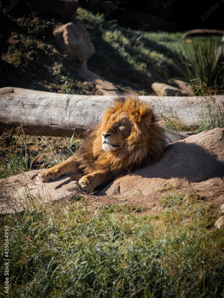 Naklejka premium A lion sitting on the ground under the sun.