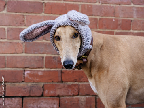 Cute greyhound wearing bunny ears in front of brick wall