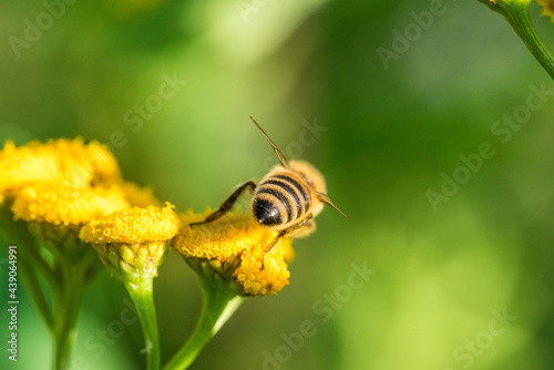 Biene im Profil Super Close Up Makro Portrait Honigbiene beim Pollen sammeln Blüten Nektar Sommer Sonne Bokeh Blumen © Stephan