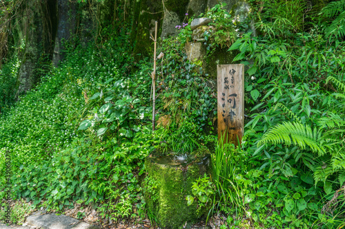 湧水と濡れた植物／七つの滝がある”河津七滝（Kawazu Nanadaru）”／静岡県賀茂郡河津町（伊豆半島ジオパーク、富士箱根伊豆国立公園）