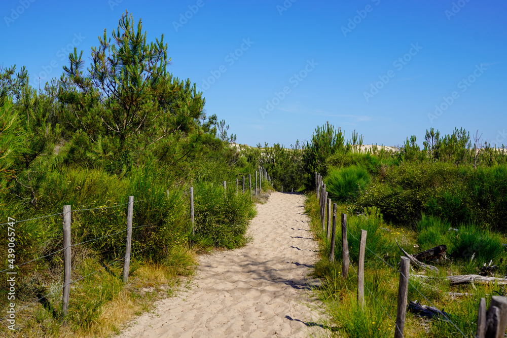 pathway dunes access of sand beach in lacanau ocean atlantic coast in France pathway dunes access of sand beach in lacanau ocean atlantic coast in France