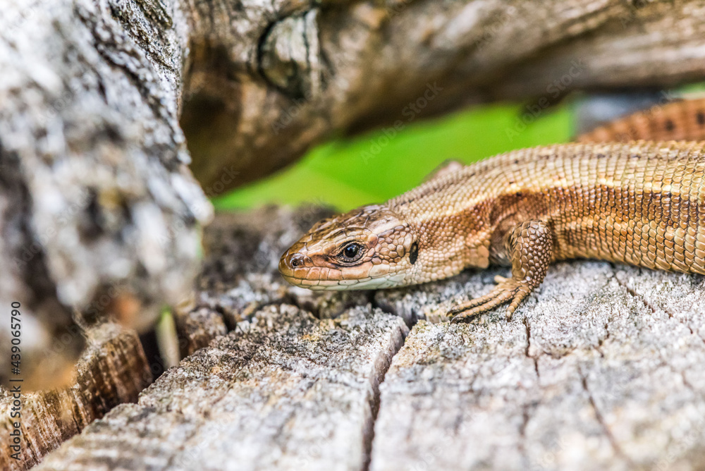 Fototapeta premium Zauneidechse Waldeidechse Mauereidechse Eidechse Echse Deutschland selten Makro Close Up