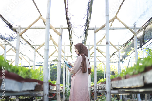 Asian muslim girl records the development of hydroponic vegetables garden in the village