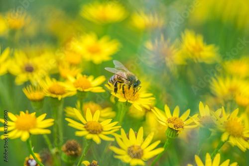 Biene Honigbiene Sommer Sonne Blumen Wiese Super Close Up Makro fleißiges Bienchen