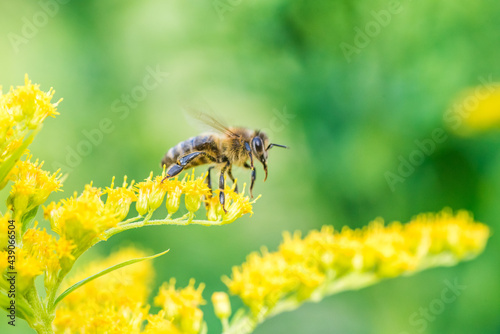 Biene Honigbiene Sommer Sonne Blumen Wiese Super Close Up Makro fleißiges Bienchen © Stephan