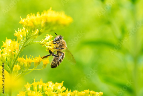 Biene Honigbiene Sommer Sonne Blumen Wiese Super Close Up Makro fleißiges Bienchen