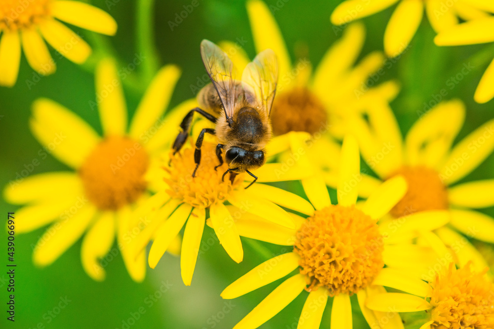 Biene auf Blume Honigbiene flottes Bienchen fleißig Pollen sammeln Nektar Super Close Up Makro
