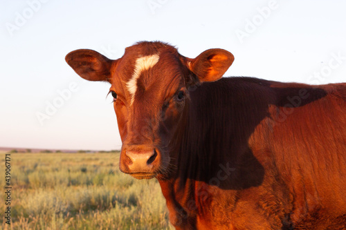 Close Up Portrait Of Black Cow In Meadow Or Field With Green Grass In Mouth. Cow Chewing Grass