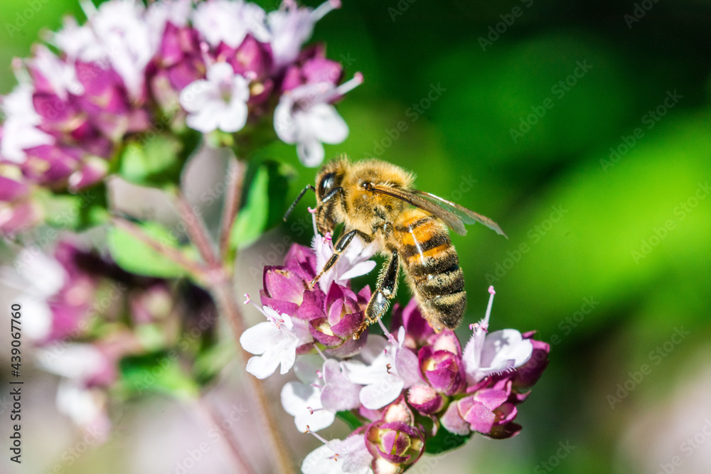 Biene auf Blume Honigbiene sammelt Nektar Blütenpollen Sommer fleißig super close up makro nature Biene auf Blume Honigbiene sammelt Nektar Blütenpollen Sommer fleißig super close up makro nature