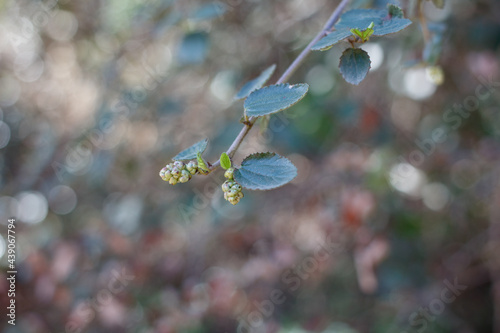 Simple alternate distally acute proximally broad rounded denticulately margined trichomatic leaves of Hairy Buckbrush, Ceanothus Oliganthus, Rhamnaceae, native monoclinous suprashrub in Red Rock Canyo photo