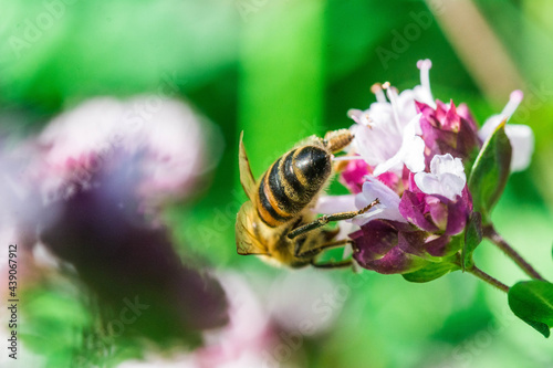 Biene auf Blume Honigbiene sammelt Nektar Blütenpollen Sommer fleißig super close up makro nature