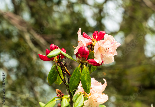 Rhododendron flowers in full bloom
 photo