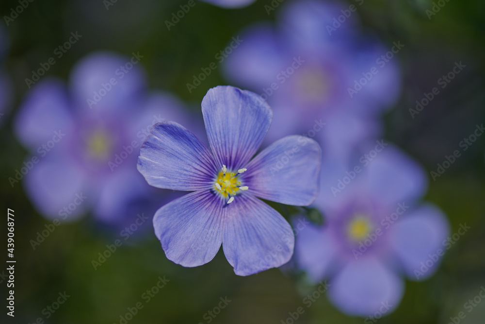 Blue flax flowers against the background of a green meadow on a summer day in a calm, cool tones, low contrast close-up photography. Blue flax flowers against the background of a green meadow on a summer day in a calm, cool tones, low contrast close-up photography.