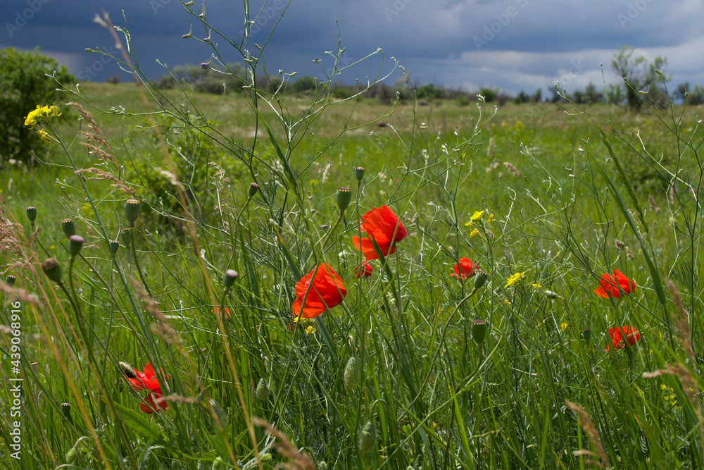 Beautiful red poppies on the background of a green meadow and storm clouds.