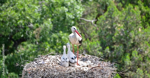 Baby Storks
