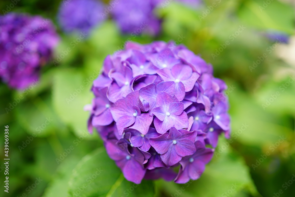 Purple Hydrangea flower on blurred background - 紫色 紫陽花 梅雨 Purple Hydrangea flower on blurred background - 紫色 紫陽花 梅雨