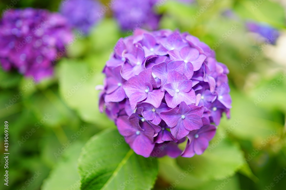 Purple Hydrangea flower on blurred background - 紫色 紫陽花 梅雨 Purple Hydrangea flower on blurred background - 紫色 紫陽花 梅雨