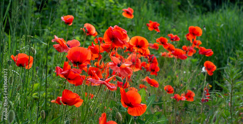 Field of red poppies flowers(Papaver rhoeas) close up. The plant is also known as corn rose, common, corn , field , Flanders or red poppy.