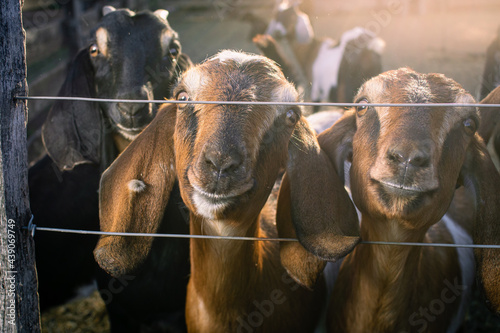 Fototapeta Naklejka Na Ścianę i Meble -  anglo nubian goat on farm