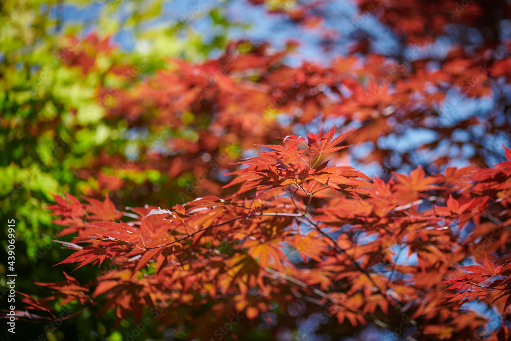 Young tree with young leaves in the park in the rays of the sun, blurred background in green, brown, brick, magenta, red and purple colors Young tree with young leaves in the park in the rays of the sun, blurred background in green, brown, brick, magenta, red and purple colors