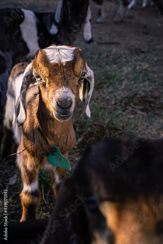 Anglo Nubian baby goat on farm