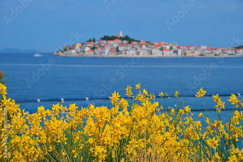 Cityscape of Mediterranean town on clear blue sea through the yellow field flowers