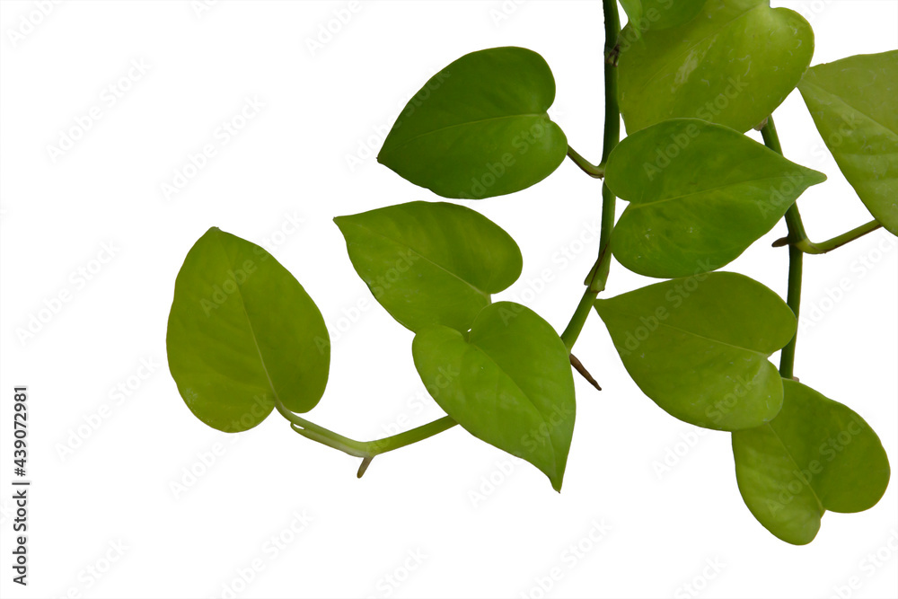 Golden pothos isolated on white background Save with clipping path. Golden pothos isolated on white background Save with clipping path.