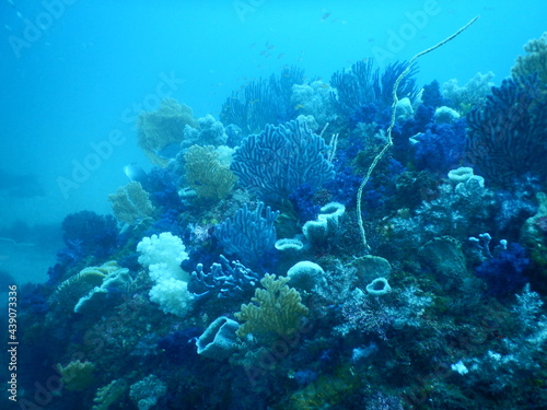 伊豆の海でダイビング中に見かけたお花畑の様にカラフルに映えるソフトコーラル photo