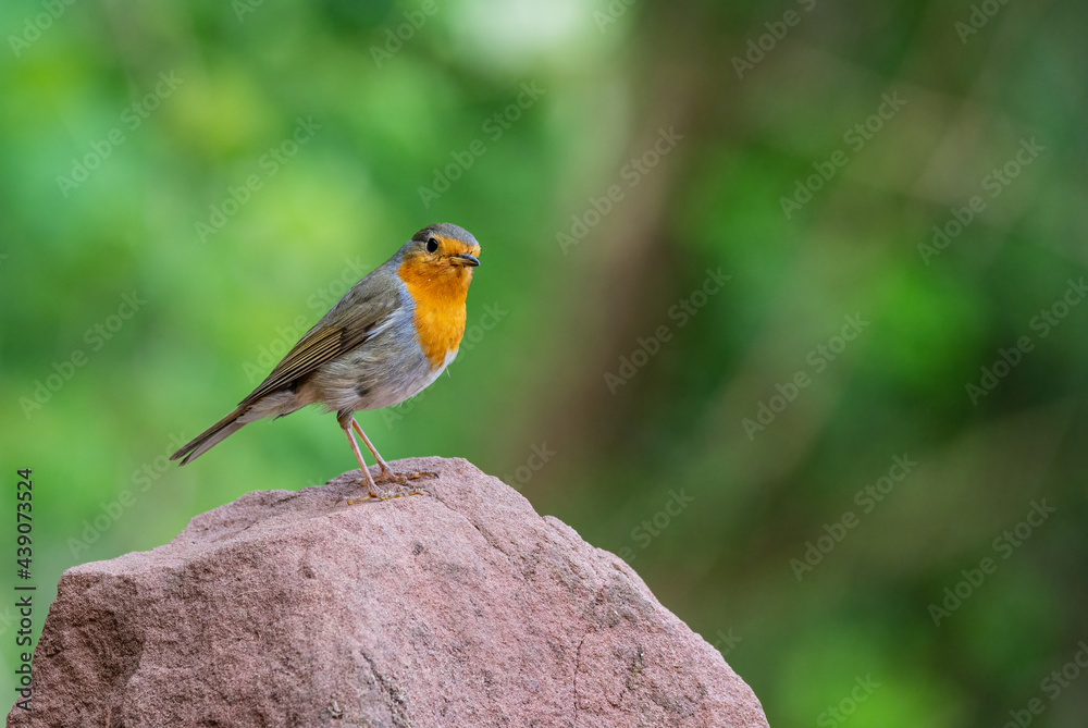 Rotkehlchen (Erithacus rubecula) auf einem Stein Rotkehlchen (Erithacus rubecula) auf einem Stein