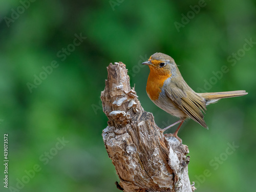 Rotkehlchen  Erithacus rubecula  auf einem Ast